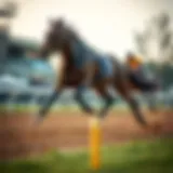 Thoroughbred racehorse sprinting on the track
